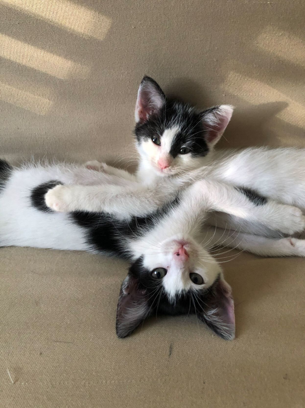 Two Foster Kittens